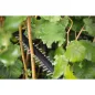 Preview: Bosch Akku-Heckenschere UniversalHedgeCut 18-55, 18 V, 2,5 Ah, mit Akku, 0600849J02