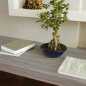 Preview: d-c-fix Klebefolie Sheffield Oak Perlgrau, 90 cm x 2,1 m, selbstklebende Deko-Folie für Möbel, F3465350