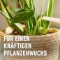 Preview: COMPO BIO Grünpflanzendünger und Palmendünger, 100% natürliche Inhaltsstoffe, 500 ml, 26829