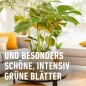 Preview: COMPO BIO Grünpflanzendünger und Palmendünger, 100% natürliche Inhaltsstoffe, 500 ml, 26829
