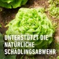 Preview: COMPO Bio Grundstoff Brennnessel 1 l Konzentrat, 28567