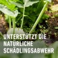 Preview: COMPO BIO Grundstoff Brennnessel, anwendungsfertig 750 ml Spray, 28568