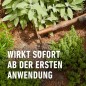 Preview: COMPO BIO Kräuterdünger für alle Gewürzpflanzen und Kräuter, 500 ml, 22246