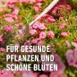 Preview: COMPO BIO Rosen Langzeit-Dünger Mit Schafwolle, 5 Monate Langzeitwirkung, 750 g, 20291