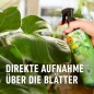 Preview: COMPO Blattpflege für Grünpflanzen, Blatt-Dünger für alle Grünpflanzen und Palmen, 500 ml 22263