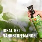 Preview: COMPO Blattpflege für Grünpflanzen, Blatt-Dünger für alle Grünpflanzen und Palmen, 500 ml 22263