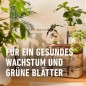 Preview: COMPO Blattpflege für Grünpflanzen, Blatt-Dünger für alle Grünpflanzen und Palmen, 500 ml 22263