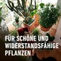 Preview: COMPO Blumendünger mit Guano, Spezial-Flüssigdünger, 1,3 Liter, 12031