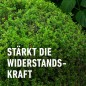 Preview: COMPO Buchsbaum- und Ilex Langzeit-Dünger, 6 Monate Langzeitwirkung, 850 g, 17 m², 26044