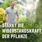 Preview: COMPO Buchsbaum- und Ilexdünger, Dünger für alle Buchsbäume, Spezial-Flüssigdünger mit extra Eisen, 1 Liter, 22558