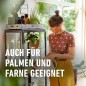 Preview: COMPO Grünpflanzen- und Palmen Düngestäbchen mit Guano, mit 3 Monaten Langzeitwirkung, 30 Stück, 12064