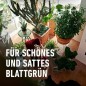 Preview: COMPO Grünpflanzen- und Palmen Düngestäbchen mit Guano, mit 3 Monaten Langzeitwirkung, 30 Stück, 12064