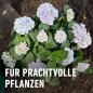 Preview: COMPO Rhodo- und Hortensien Vital, Spezial-Dünger, 1 kg, 21795