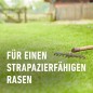 Preview: COMPO SAAT Strapazier-Rasen, 1 kg, für 50 m², 13885