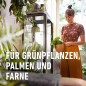 Preview: COMPO SANA Grünpflanzen- und Palmenerde, Kultursubstrat, 20 Liter, 11451