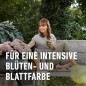 Preview: COMPO SANA Rhododendron- und Hortensienerde, 20 Liter, 11741