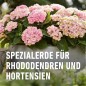 Preview: COMPO SANA Rhododendron- und Hortensienerde, 20 Liter, 11741