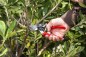 Preview: FELCO 8 Einhand - Baum-, Reb-, Gartenschere, für Rechtshänder, Felco 8