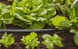 Preview: Gardena Verlegerohr Flex 13 mm (1/2´´), 50 m, 1347-20