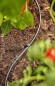 Preview: Gardena Verteilerrohr 4,6 mm (3/16´´), 15 m, 1350-20