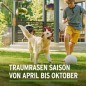 Preview: Substral Rasensamen Sport und Spiel, strapazierfähige Rasensaat-Mischung, 10kg, 500m², 86251