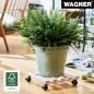 Preview: WAGNER Pflanzenroller GH 0438, 34 x 34 x 8 cm, aus Massivholz, 20043801