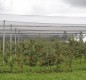 Preview: Windhager Hagelschutz-Netz, Maschenweite 8 mm, 5 x 4 m, grün, 06773