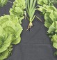 Preview: Windhager Mulch-Vlies, chemiefrei, 30 g/m², 10 x 1,2 m, schwarz, 06757