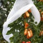 Preview: Windhager Wachstumsvliese, UV-stabilisiert, 17g/m², weiß, 10 x 0,65 m, 06768