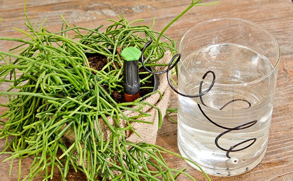 Windhager Automatischer Wasserspender 3 Stk. 06434