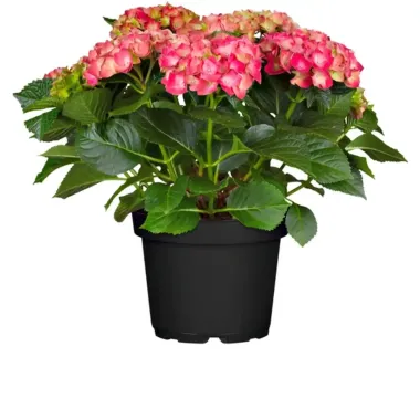 Hortensie Hydrangea marcophylla T21, 11518075