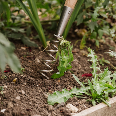 Preview: Kent & Stowe Löwenzahnzieher - aus hochwertigem Edelstahl, aus Eschenholz, Länge: 38 cm, 733087