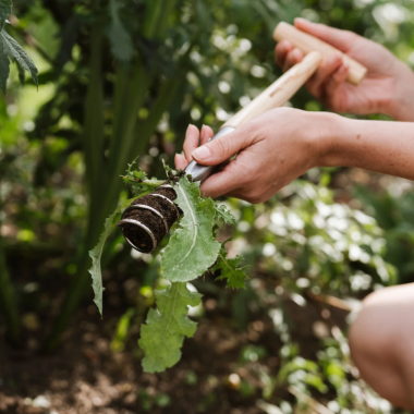 Preview: Kent & Stowe Löwenzahnzieher - aus hochwertigem Edelstahl, aus Eschenholz, Länge: 38 cm, 733087