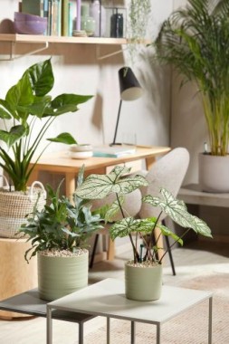 Seramis Topper Granulat Limestone, 1L, 737986