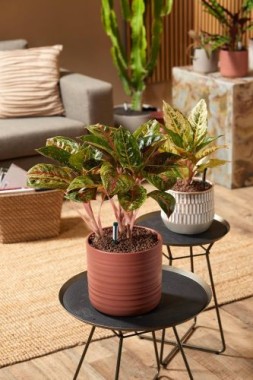 Seramis Topper Granulat Espresso, 1 L 738006