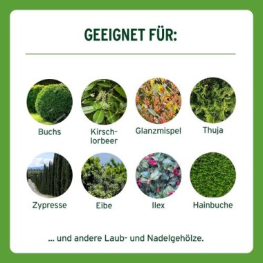 Substral Langzeit Depotdünger für Buchs & Hecken, 1,5 kg, 75080
