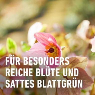 COMPO BIO Blumendünger, Dünger für alle Zimmerpflanzen und Terrassenpflanzen, 1,3 Liter, 20822