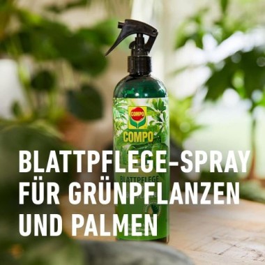 COMPO Blattpflege für Grünpflanzen, Blatt-Dünger für alle Grünpflanzen und Palmen, 500 ml 22263