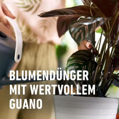 COMPO Blumendünger mit Guano, Spezial-Flüssigdünger, 1,3 Liter, 12031
