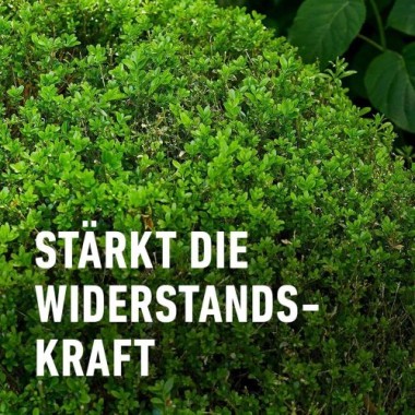 COMPO Buchsbaum- und Ilex Langzeit-Dünger, 6 Monate Langzeitwirkung, 850 g, 17 m², 26044