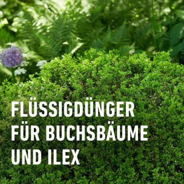 COMPO Buchsbaum- und Ilexdünger, Dünger für alle Buchsbäume, Spezial-Flüssigdünger mit extra Eisen, 1 Liter, 22558
