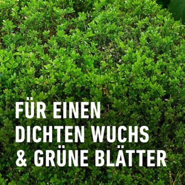 COMPO Buchsbaum- und Ilexdünger, Dünger für alle Buchsbäume, Spezial-Flüssigdünger mit extra Eisen, 1 Liter, 22558