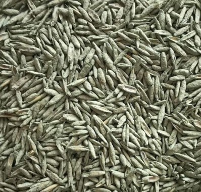 Substral Rasensamen Sport und Spiel, strapazierfähige Rasensaat-Mischung mit Grünfärbung gegen Vogelfraß, 2kg, 100m², Blau 2kg - 100qm Single 87971