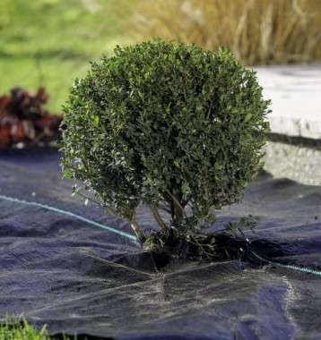 Windhager Unterboden-Gewebe, Anti-Unkrautgewebe, Bändchengewebe, Bodengewebe, wasserdurchlässig, 100 g/ m², 5 x 2 m, schwarz, 06751 6751