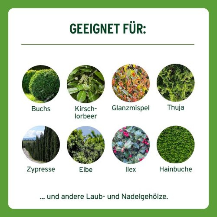 Substral Langzeit Depotdünger für Buchs & Hecken, 1,5 kg, 75080