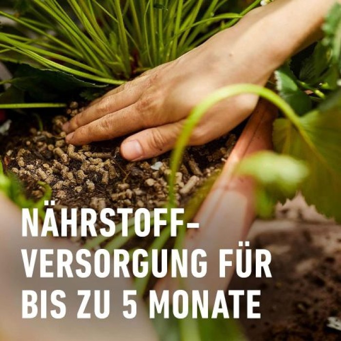 COMPO BIO Beeren Langzeit-Dünger mit Schafwolle, 5 Monate Langzeitwirkung, 750 g, 20298