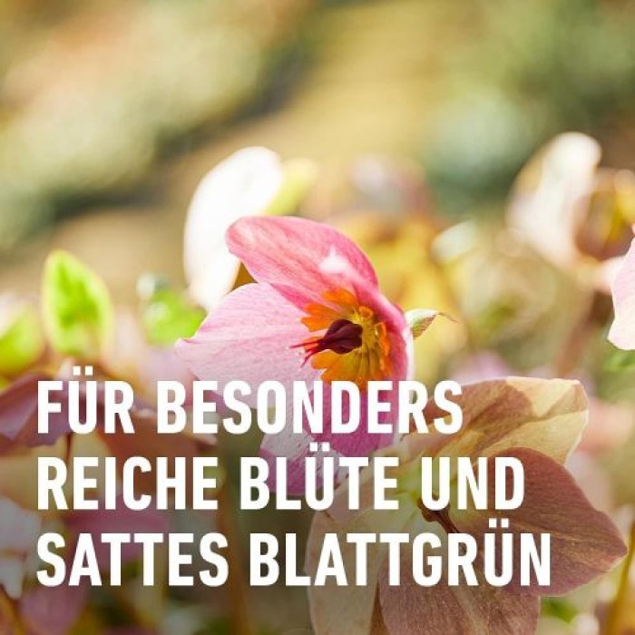 COMPO BIO Blumendünger, Dünger für alle Zimmerpflanzen und Terrassenpflanzen, 1,3 Liter, 20822