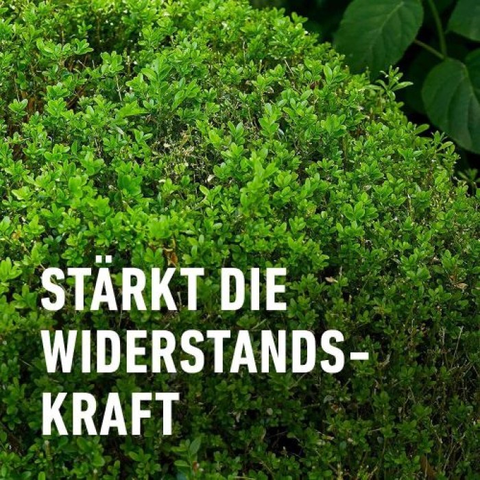COMPO Buchsbaum- und Ilex Langzeit-Dünger, 6 Monate Langzeitwirkung, 850 g, 17 m², 23852