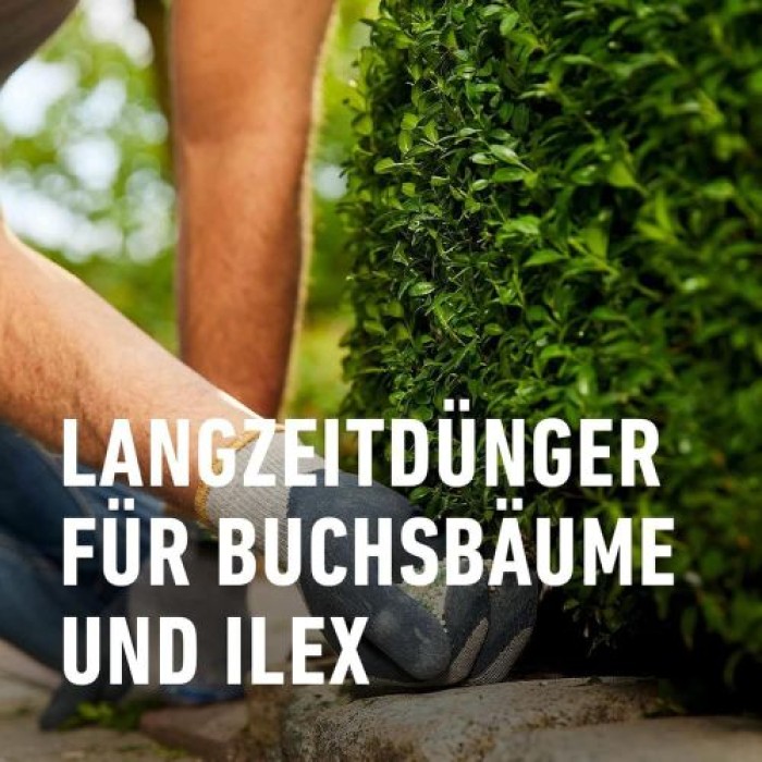 COMPO Buchsbaum- und Ilex Langzeit-Dünger, 6 Monate Langzeitwirkung, 850 g, 17 m², 26044