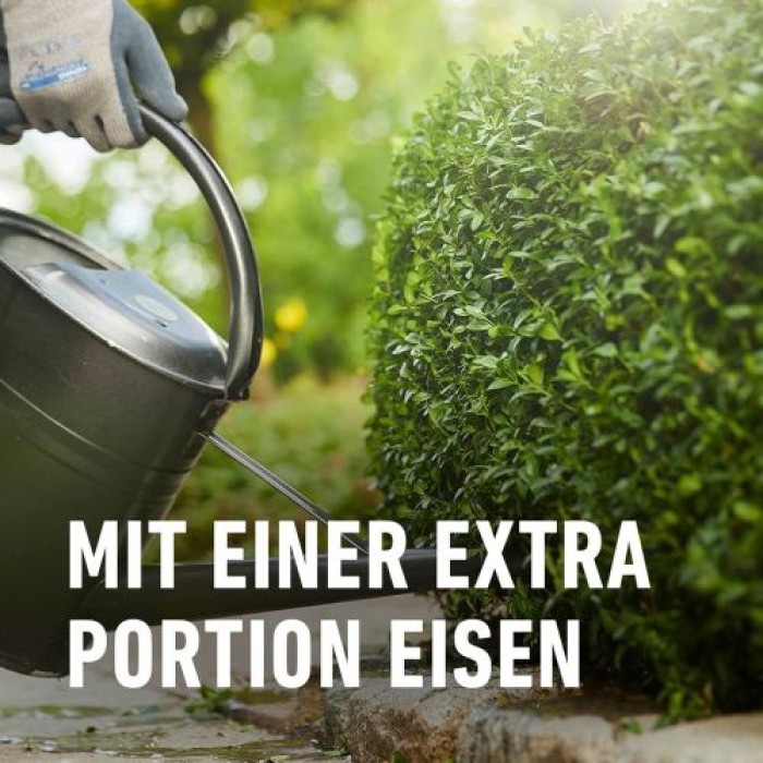 COMPO Buchsbaum- und Ilex Langzeit-Dünger, 6 Monate Langzeitwirkung, 850 g, 17 m², 26044